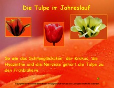 Präsentation-Tulpe-Jahreslauf.pdf